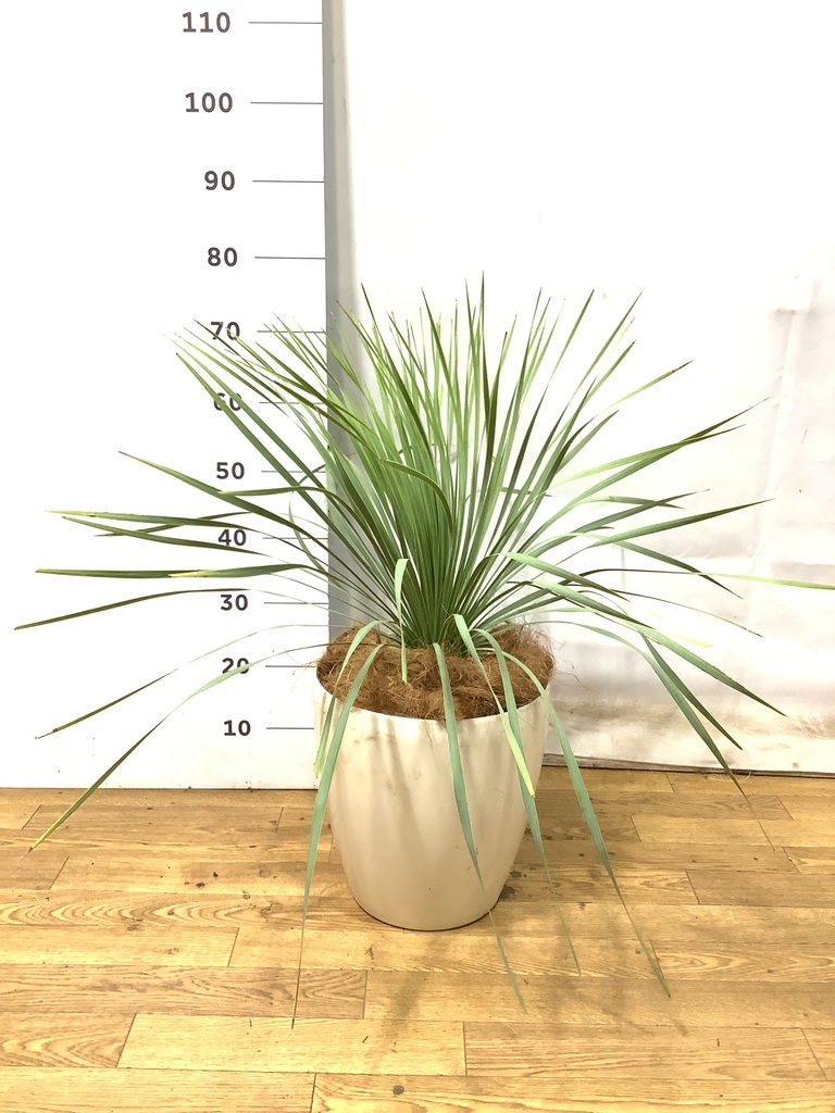 ロストラータ　8寸 観葉植物 ユッカ 8号 ロストラータ プラスチック鉢 | 観葉植物