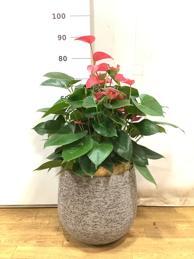 観葉植物 アンスリウム 8号 ピンク ベータ キューブプランター