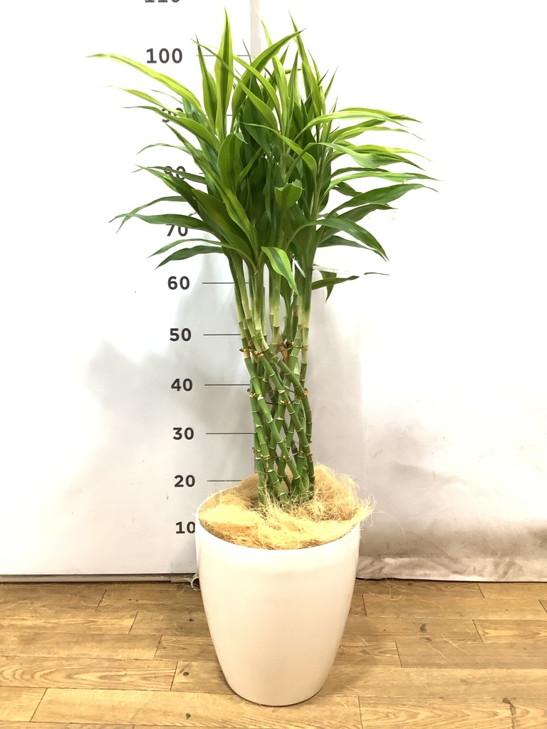 観葉植物 ドラセナ ミリオンバンブー（幸運の竹） 7号 ゴールド Sheer