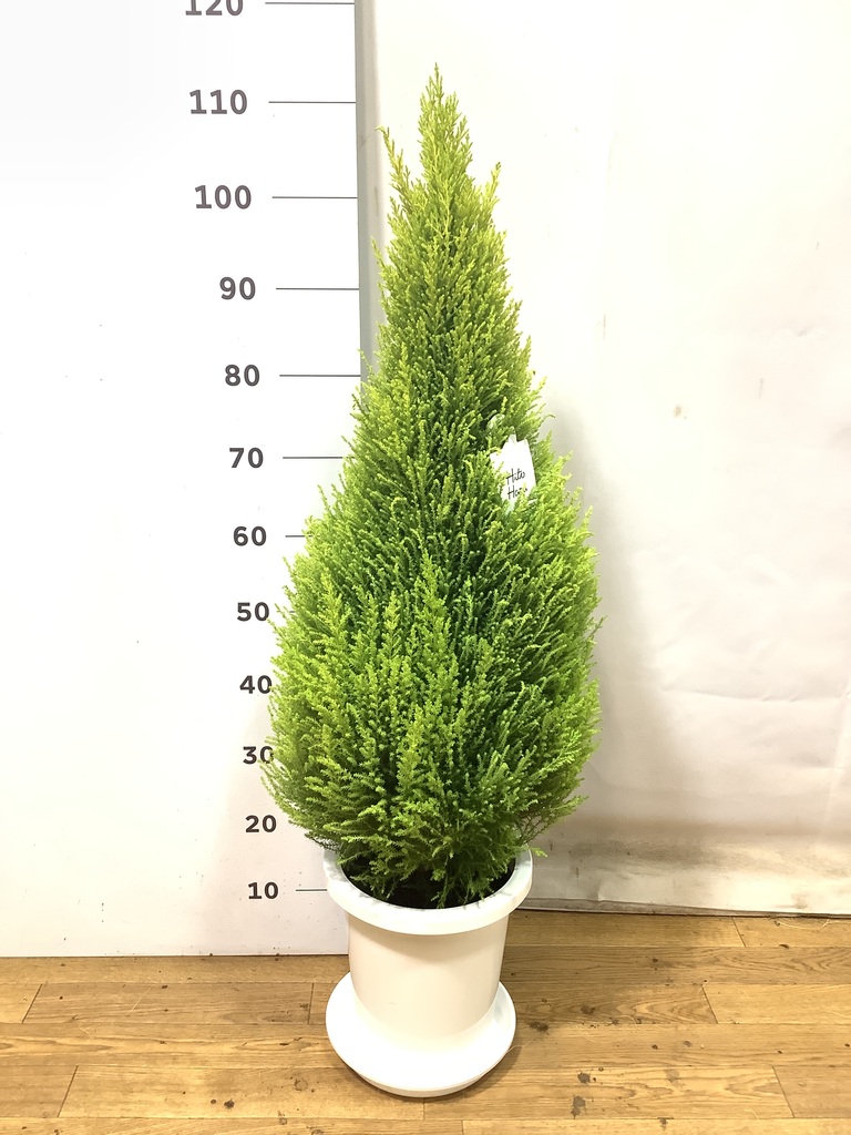 観葉植物 ゴールドクレスト8号 ノーマル プラスチック鉢 | 観葉植物