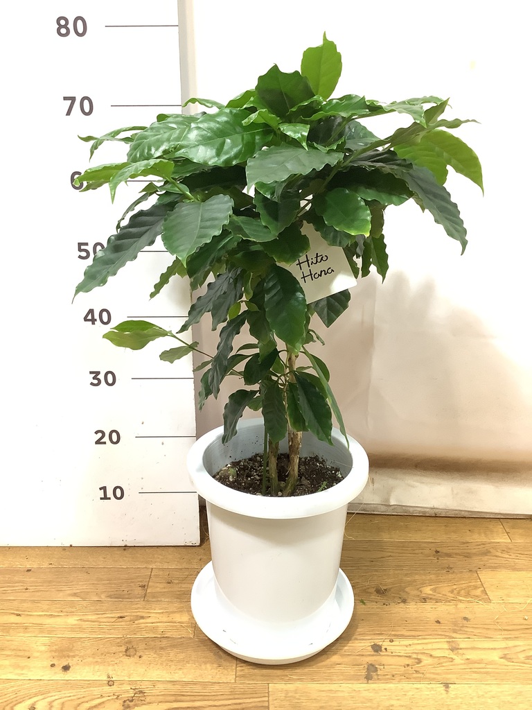 観葉植物 コーヒーの木 8号 プラスチック鉢 | 観葉植物ならHitoHana