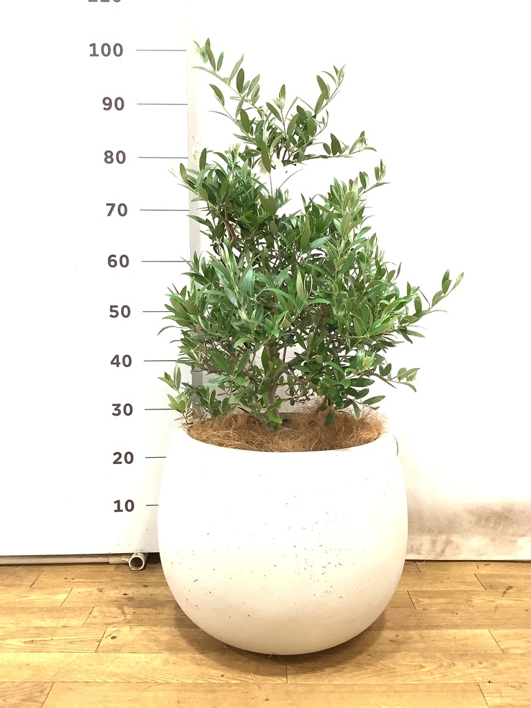 観葉植物 オリーブ 8号 アルベキーナ テラニアス ローバルーン