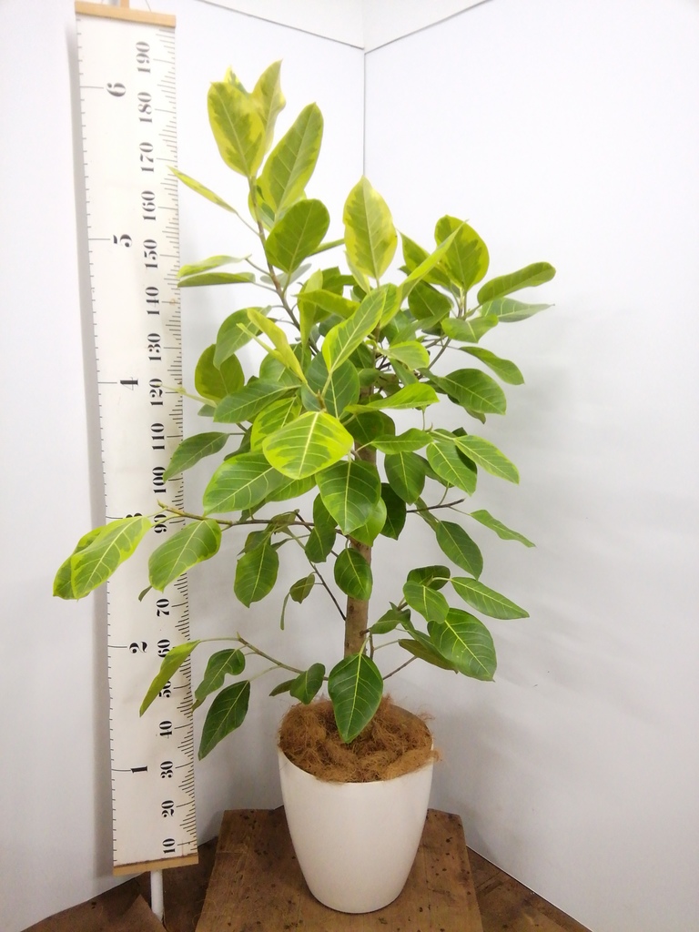 観葉植物 フィカス アルテシーマ 10号 ストレート プラスチック鉢