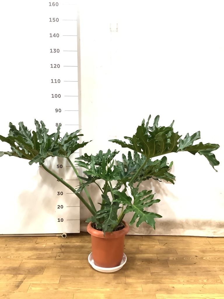 K■フィロデンドロン・セローム/ヒトデカズラ/高さ85cm/葉38cm 観葉植物 フィロデンドロン 8号 セローム ヒトデカズラ 根あがり 竹