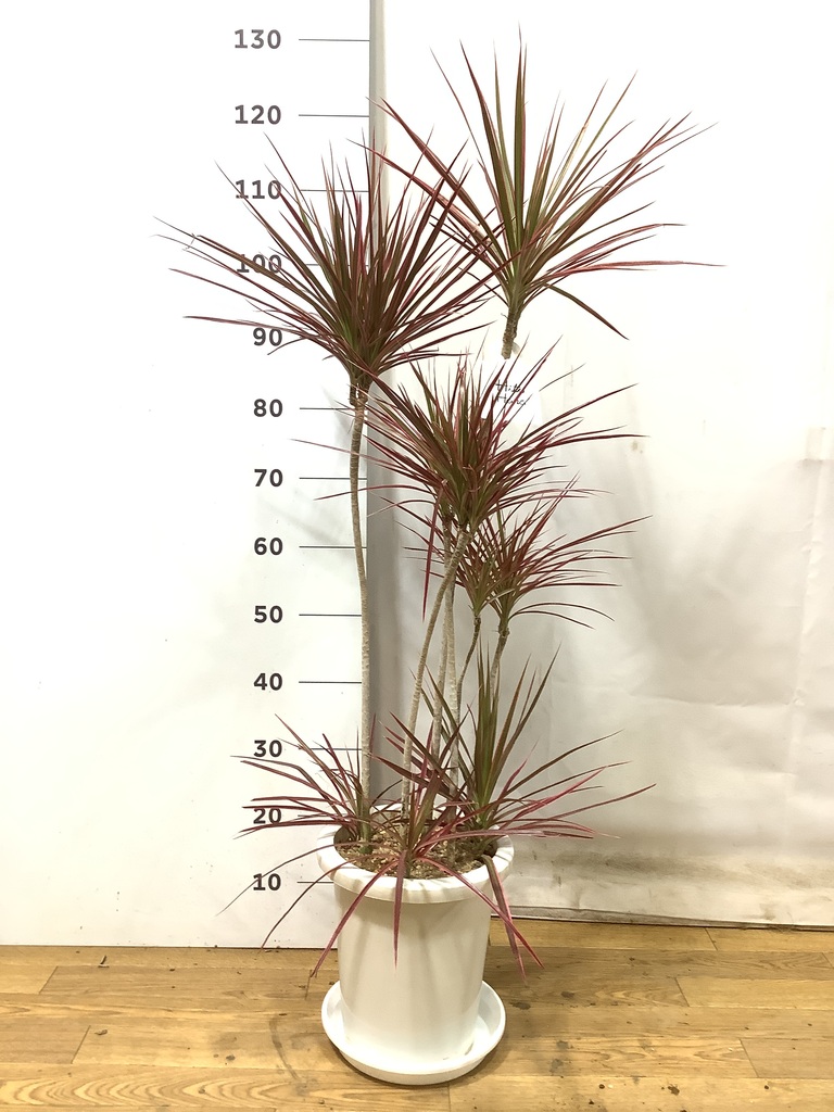 ドラセナ コンシンネ スカーレットアイビス | 観葉植物通販