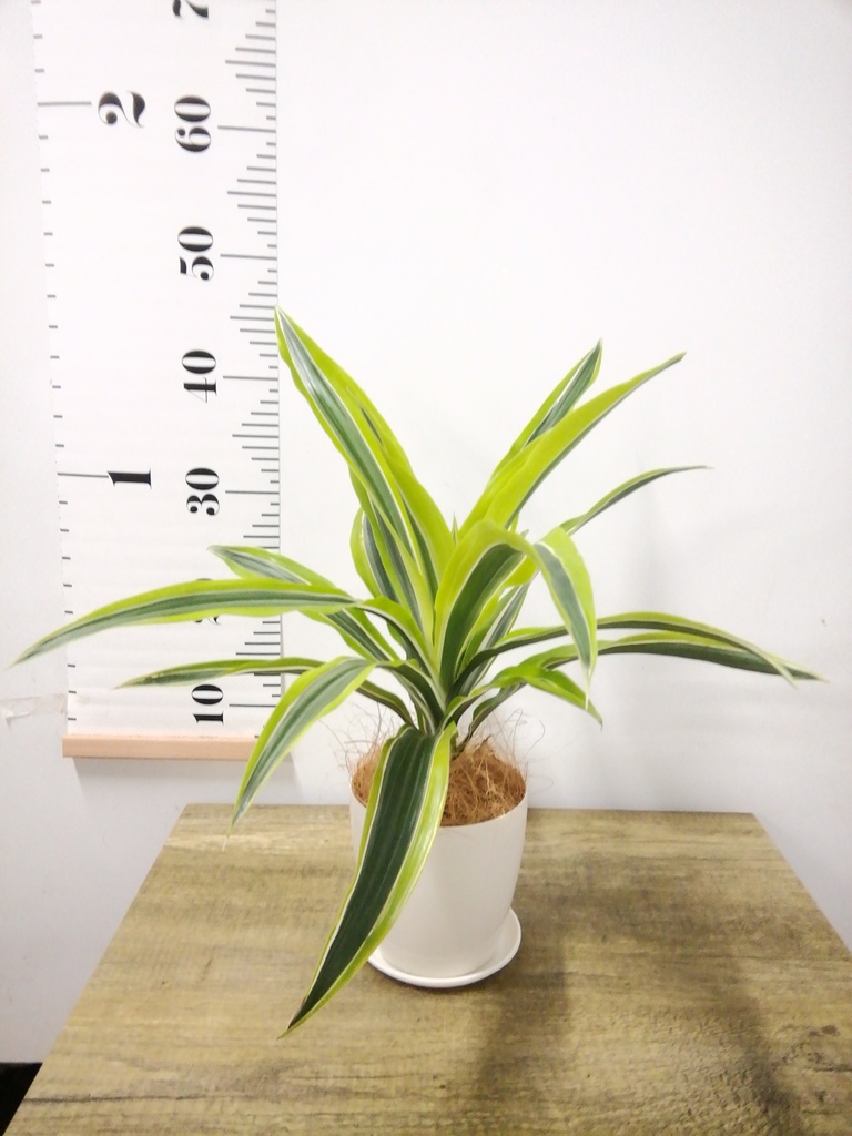 観葉植物 ドラセナ ワーネッキー レモンライム 4号 ホグラ草