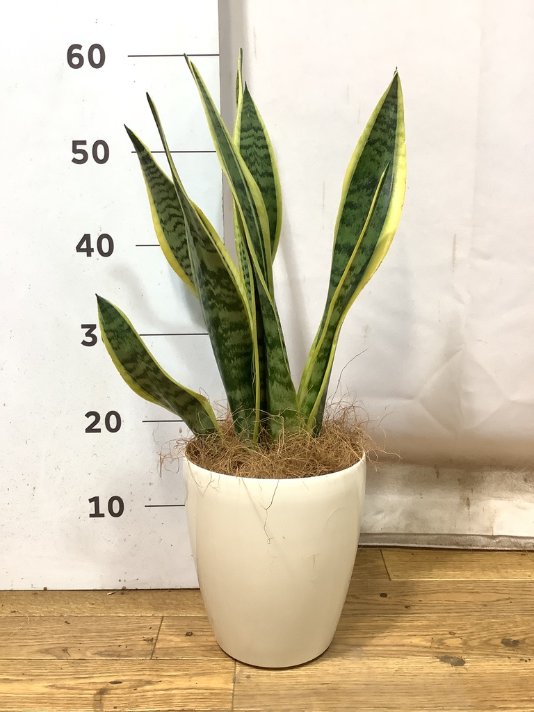 観葉植物 サンスベリア 5号 トラノオ ビトロ ドーセ クリーム釉