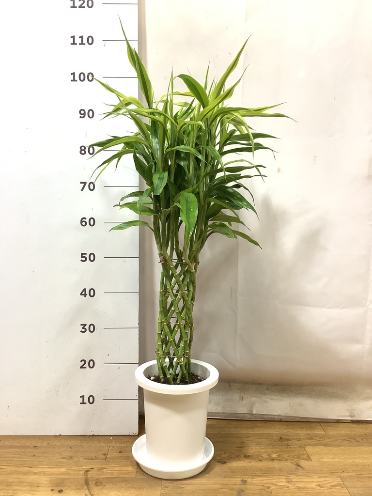 観葉植物 ドラセナ ミリオンバンブー（幸運の竹） 7号 ゴールド