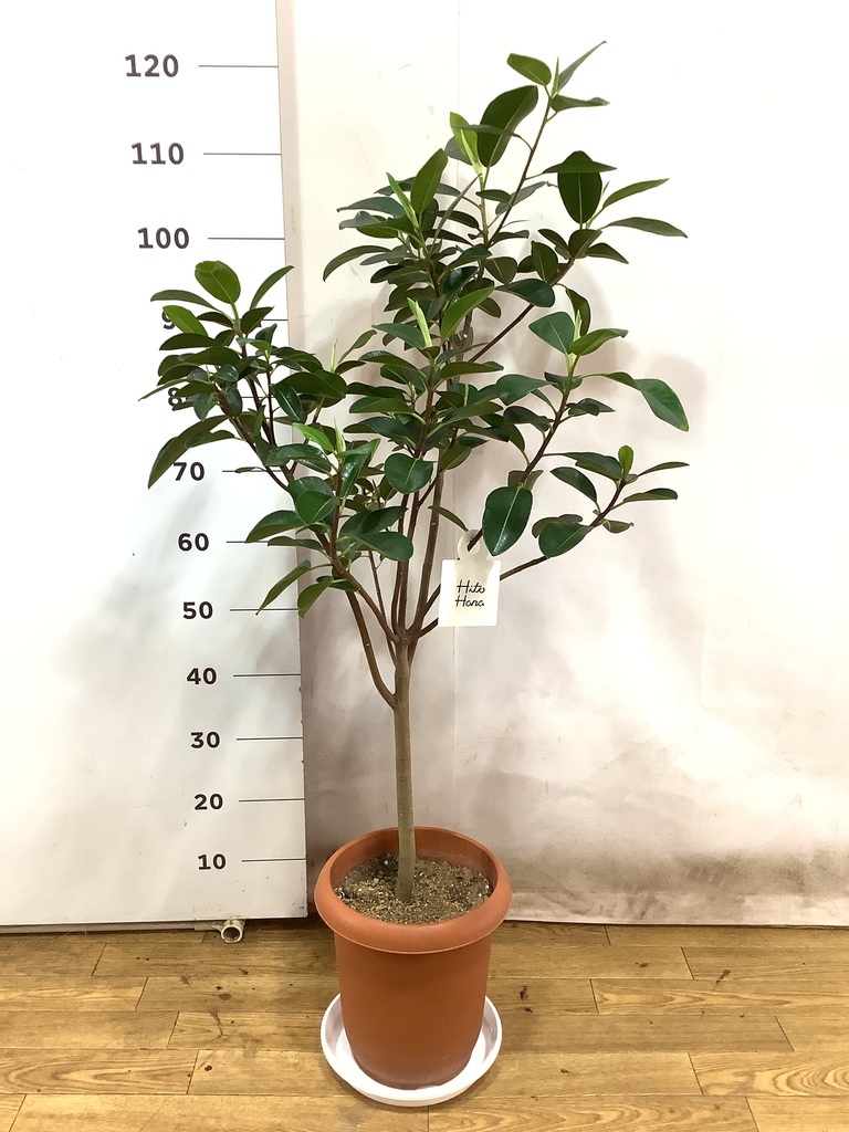 観葉植物 フランスゴムの木 風水 | HitoHana（ひとはな）
