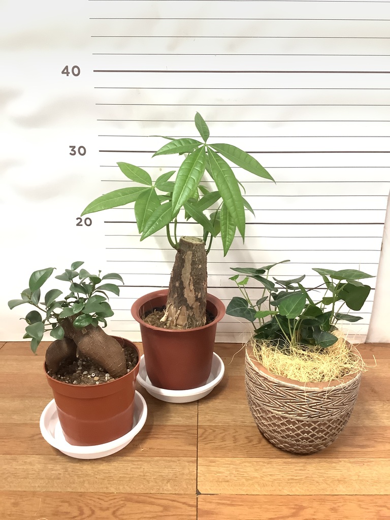 インテリアにも映える！初心者にぴったりの観葉植物3点セットC１ 観葉植物 初心者にもおすすめお試し3点セット（サンスベリア 4号