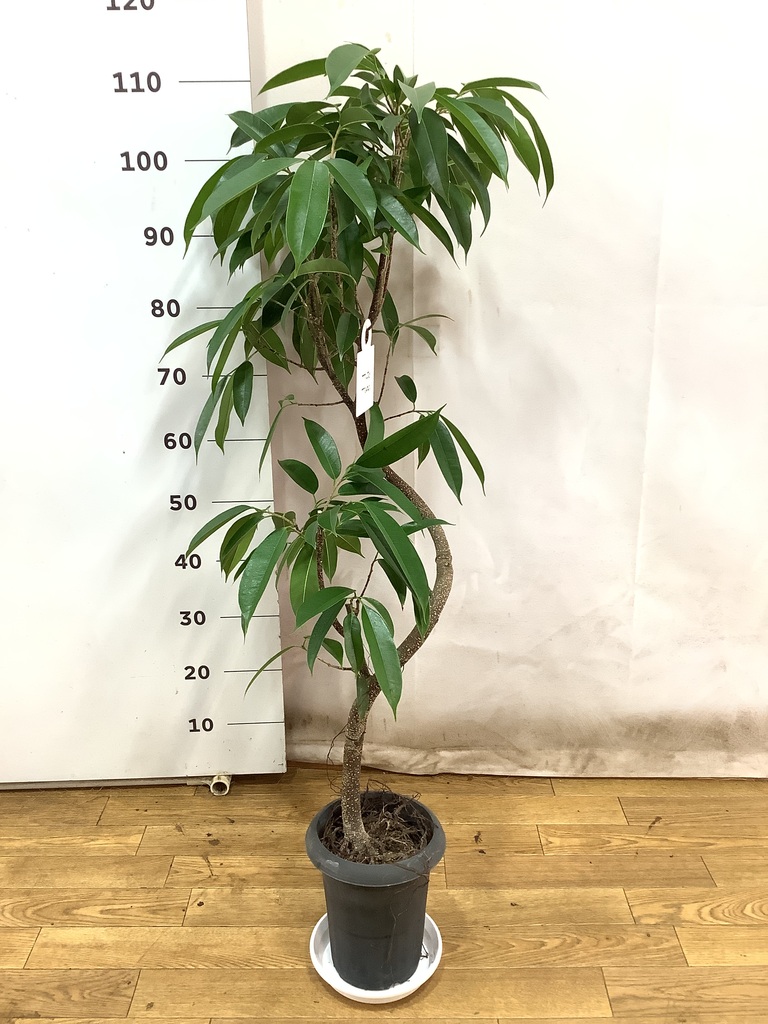 観葉植物 フィカス アムステルダムキング 6号 曲り プラスチック鉢