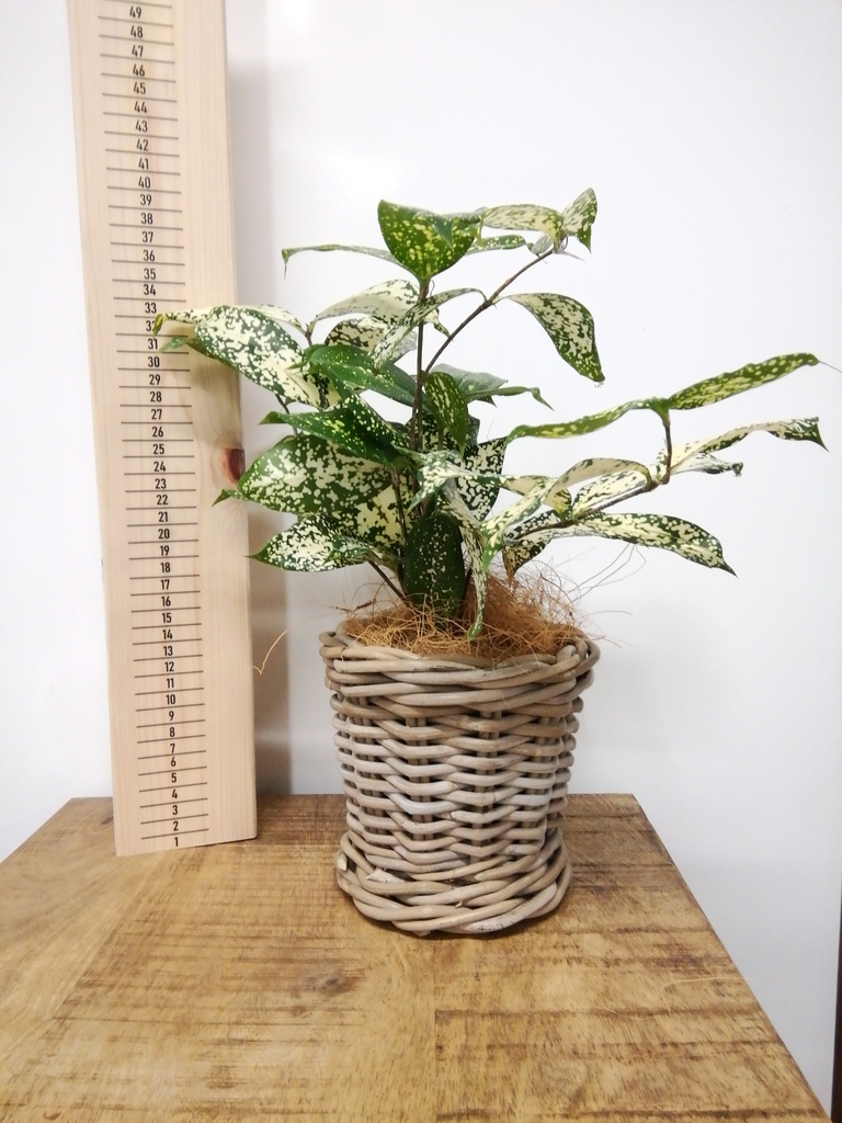 観葉植物 ドラセナ ゴッドセフィアーナ 4号 Rib Basket (リブ