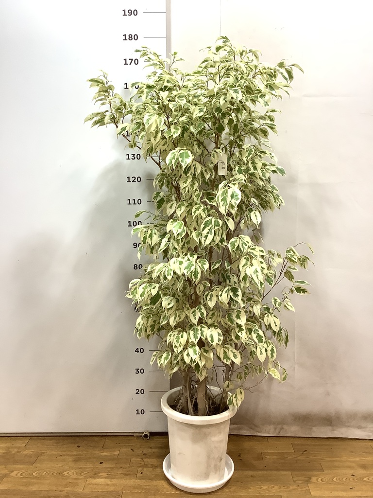 観葉植物 フィカス ベンジャミン 10号 スターライト モンデリック