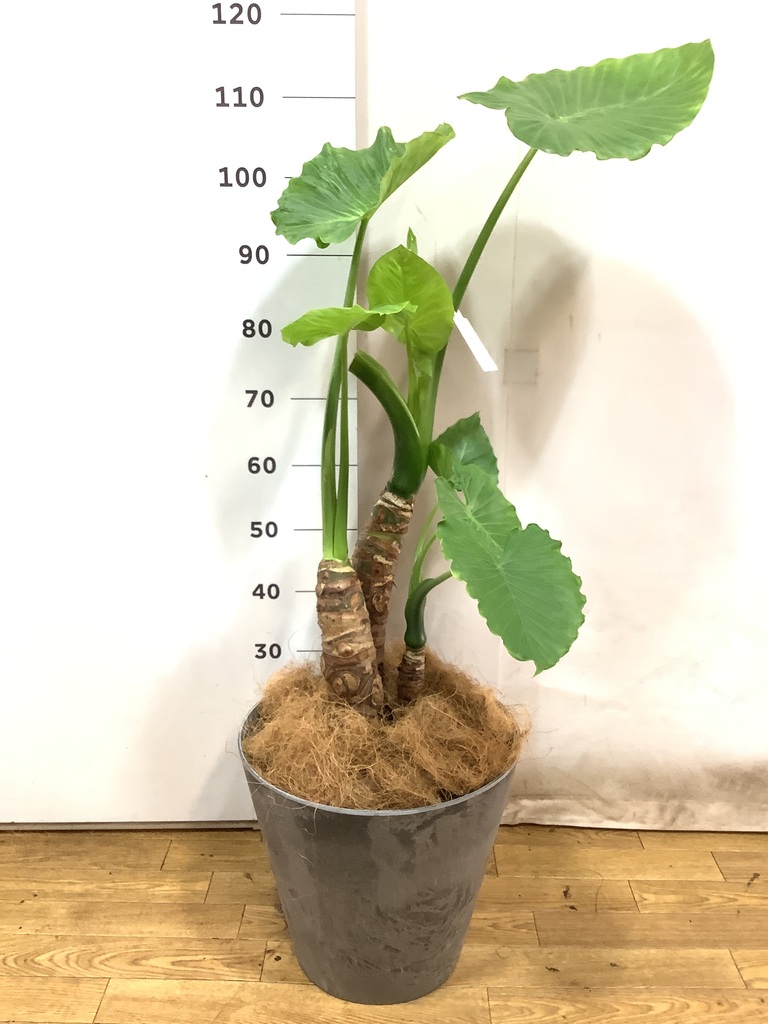 観葉植物 アロカシア 8号 オドラ（クワズイモ） ライム ドゥオ