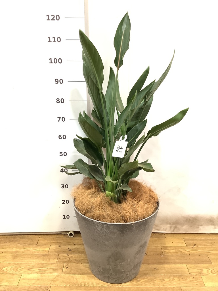 観葉植物 ストレリチア レギネ 10号 ストレチア レギネ 10号 | 観葉植物 | インテリアやギフトに