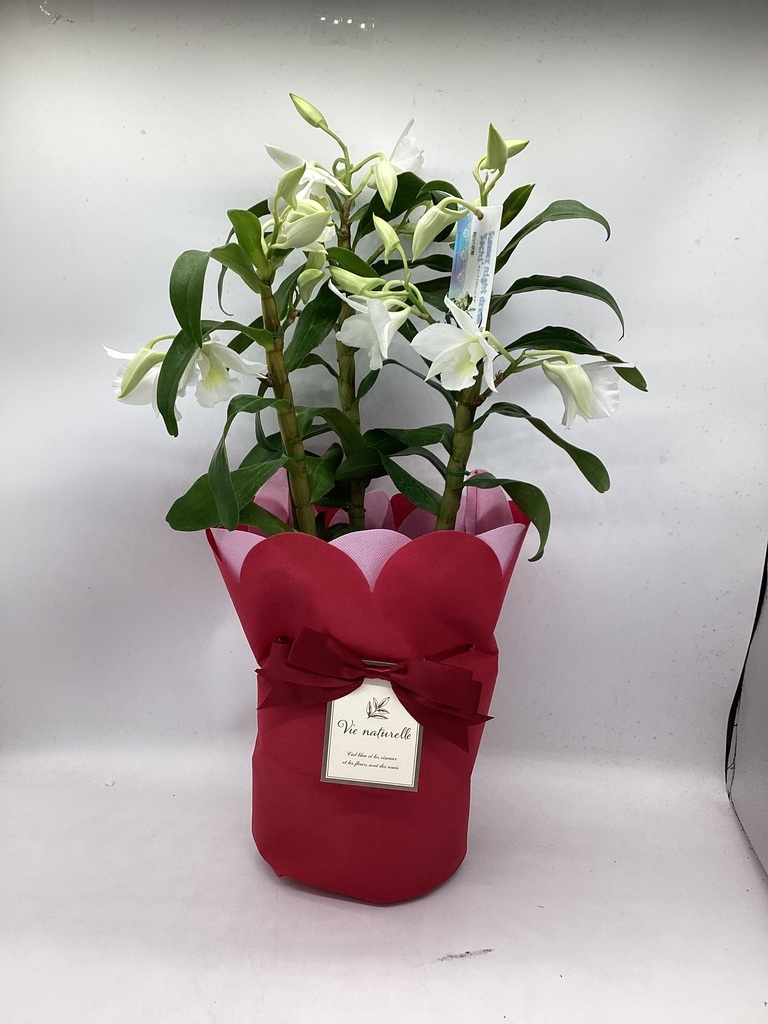 デンドロビウム 通販 | 送料無料 HitoHana（ひとはな）