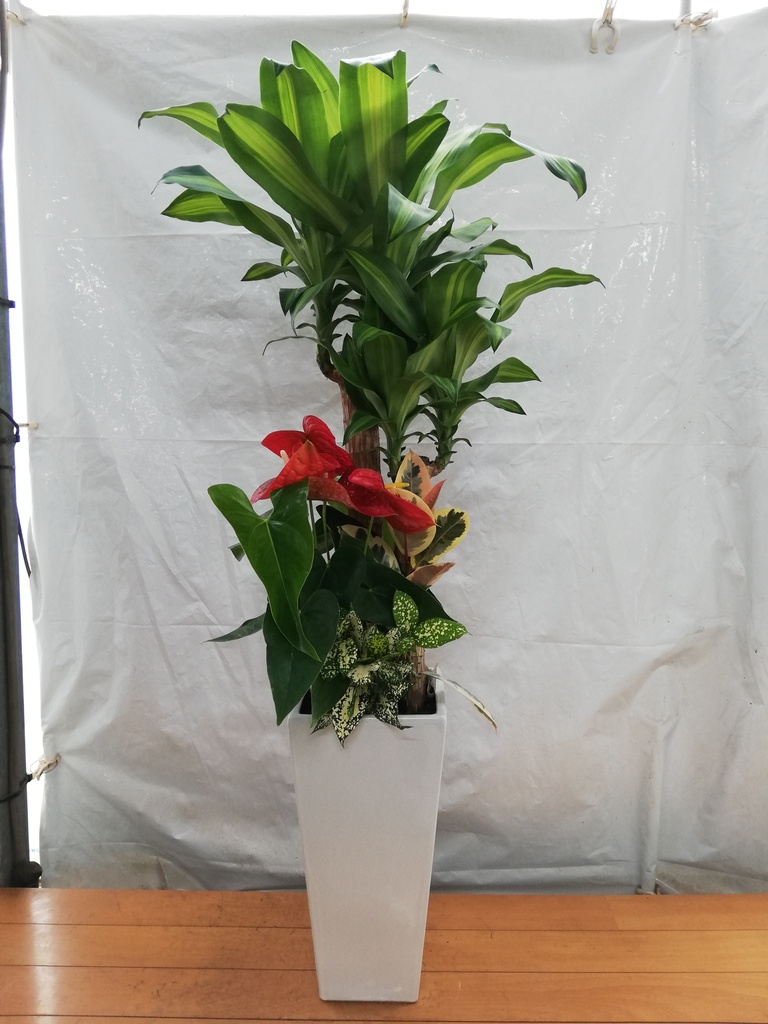 観葉植物 ドラセナ 幸福の木 8号 寄せ植え 角高陶器 | 観葉植物なら