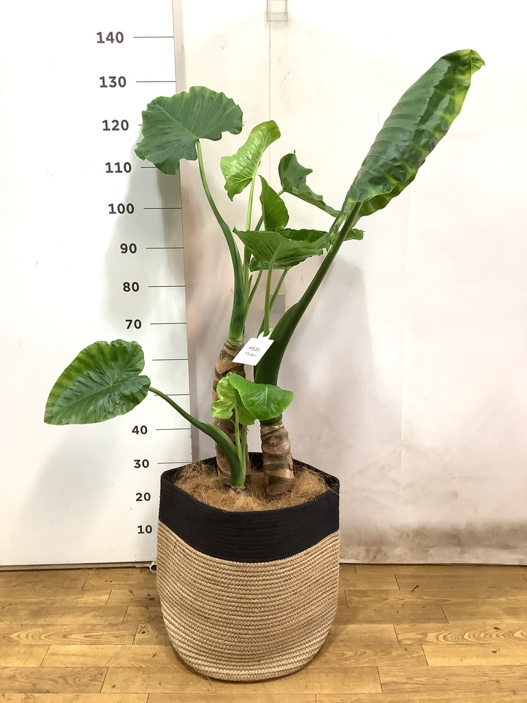 観葉植物 アロカシア 10号 オドラ（クワズイモ） コーテス