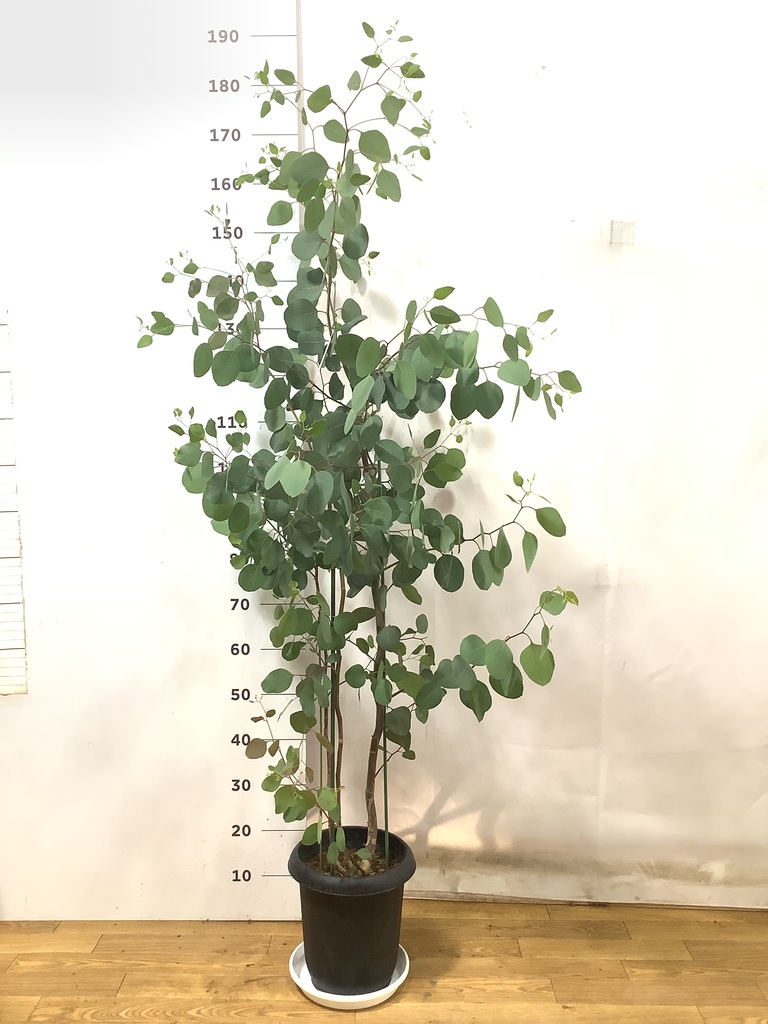 【現品】ユーカリ・ポポラス　 ポリアンセモス　ユーカリの木　８号　W5番 観葉植物 ユーカリ 8号 ポポラス（ポリアンセモス