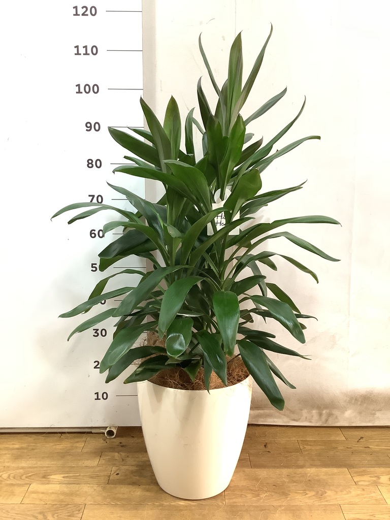 観葉植物 pg-28287_3.jpg