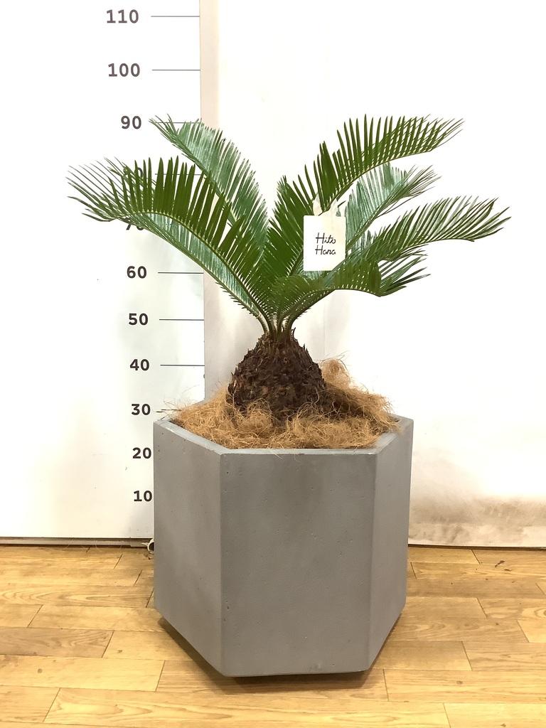 ソテツ　10 観葉植物 ソテツ 10号 ジュピター 白 付き | 観葉植物なら