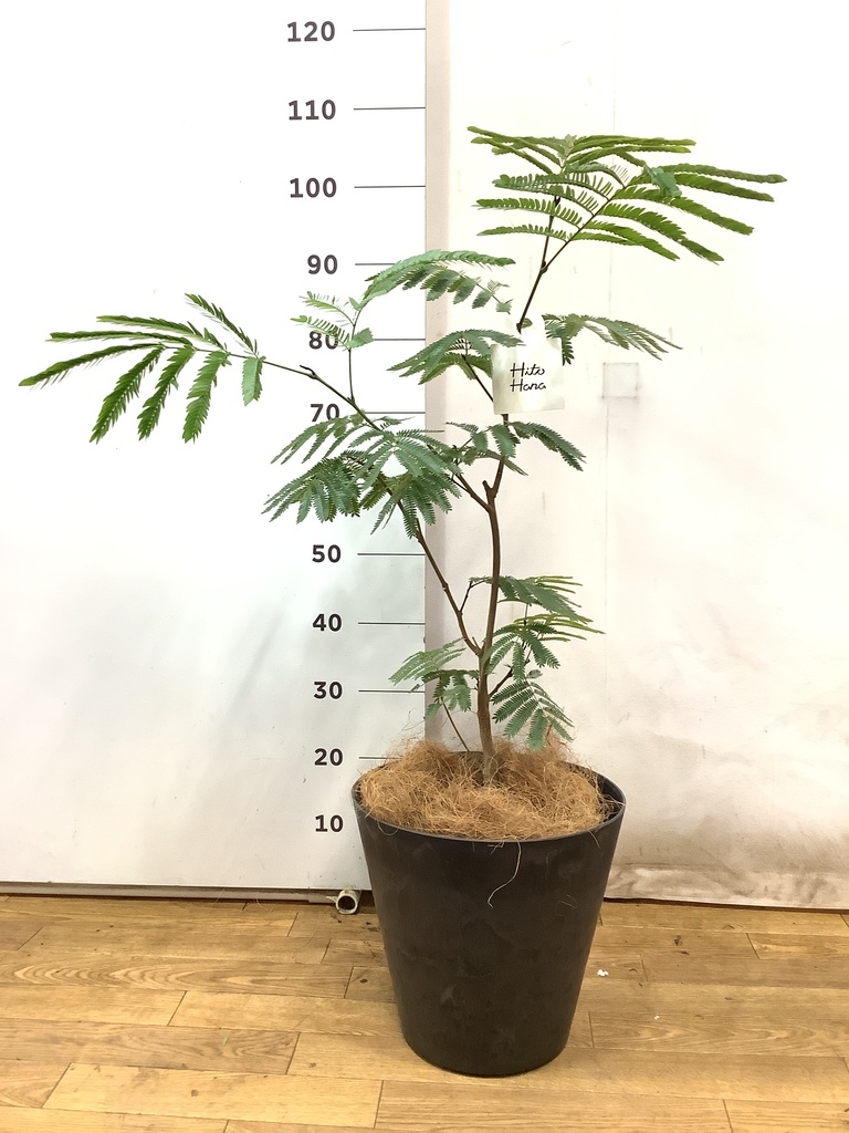 観葉植物 エバーフレッシュ 7号 ボサ造り リブラ モノ ブラウン