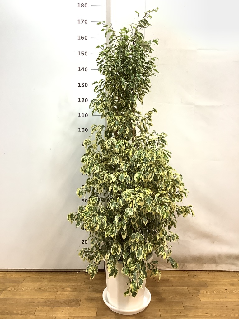 観葉植物 フィカス ベンジャミン 10号 スターライト プラスチック鉢