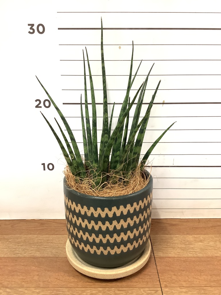 観葉植物 サンスベリア 3号 ミカド インナ 11 G 付き | 観葉植物なら