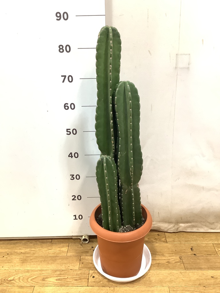 観葉植物 柱サボテン 8号 プラスチック鉢 | 観葉植物ならHitoHana(ひと