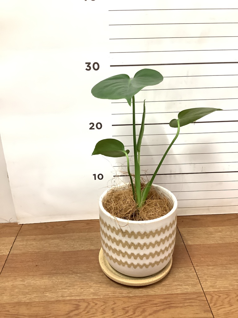観葉植物 モンステラ 3号 インナ 11 W 付き | 観葉植物ならHitoHana