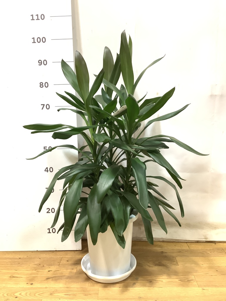 観葉植物 ドラセナ グローカル 8号 セドナロング グレイ 付き