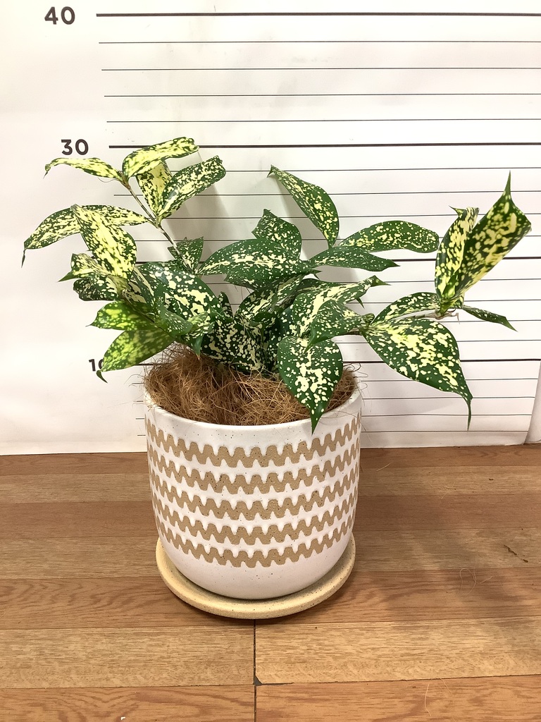 観葉植物 ドラセナ ゴッドセフィアーナ 4号 インナ 15 W 付き | 観葉