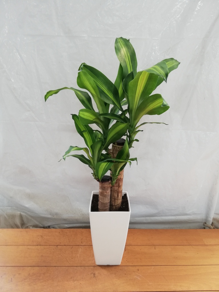 100cm程度　ドラセナ　幸福の木　6号鉢　観葉植物 観葉植物 ドラセナ 幸福の木 6号 ノーマル 角プラスチック鉢