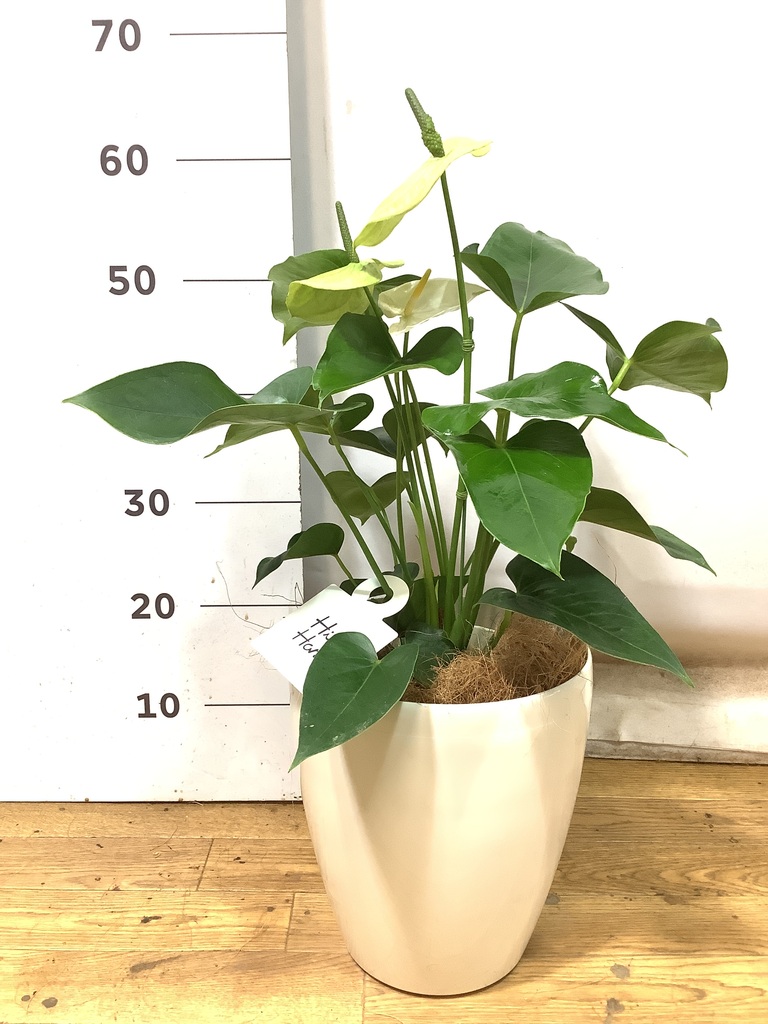 観葉植物 アンスリウム 6号 スミ Ceramic(セラミック) 付き