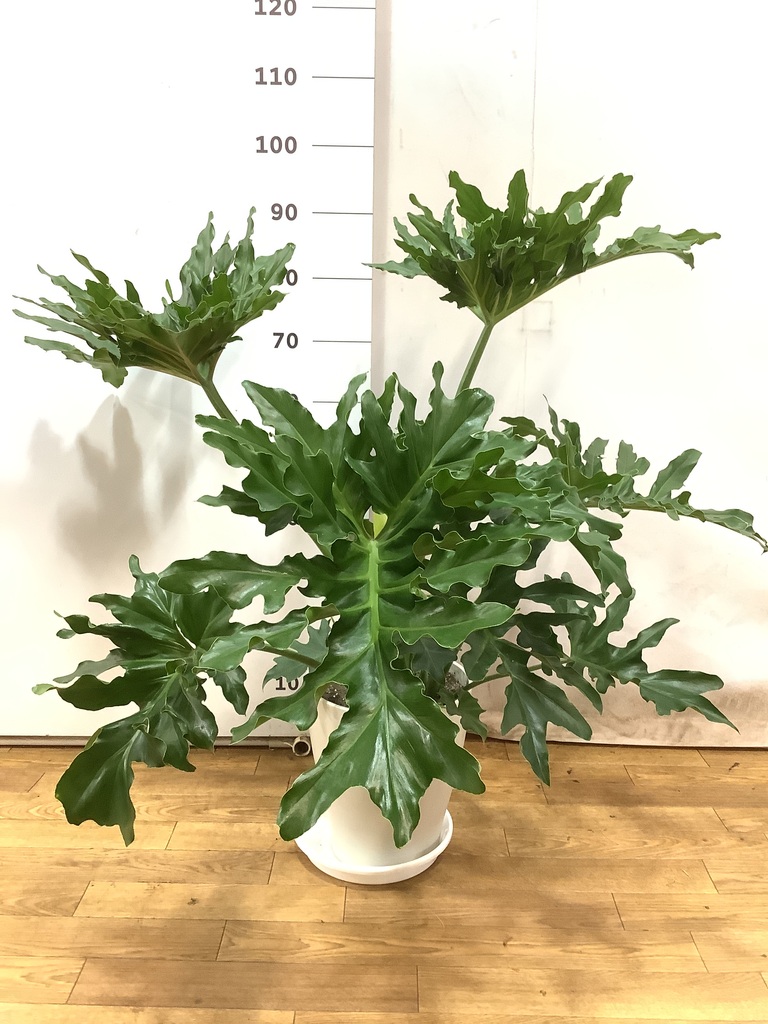 観葉植物 フィロデンドロン 8号 セローム ヒトデカズラ ボサ造り