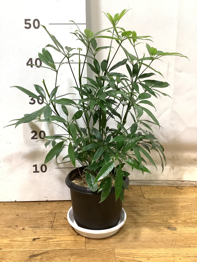 観葉植物 シェフレラ コンパクタ 陶器鉢　植え替え済み　Ａ おしゃれ 観葉植物：シェフレラ コンパクタクイーン*陶器鉢