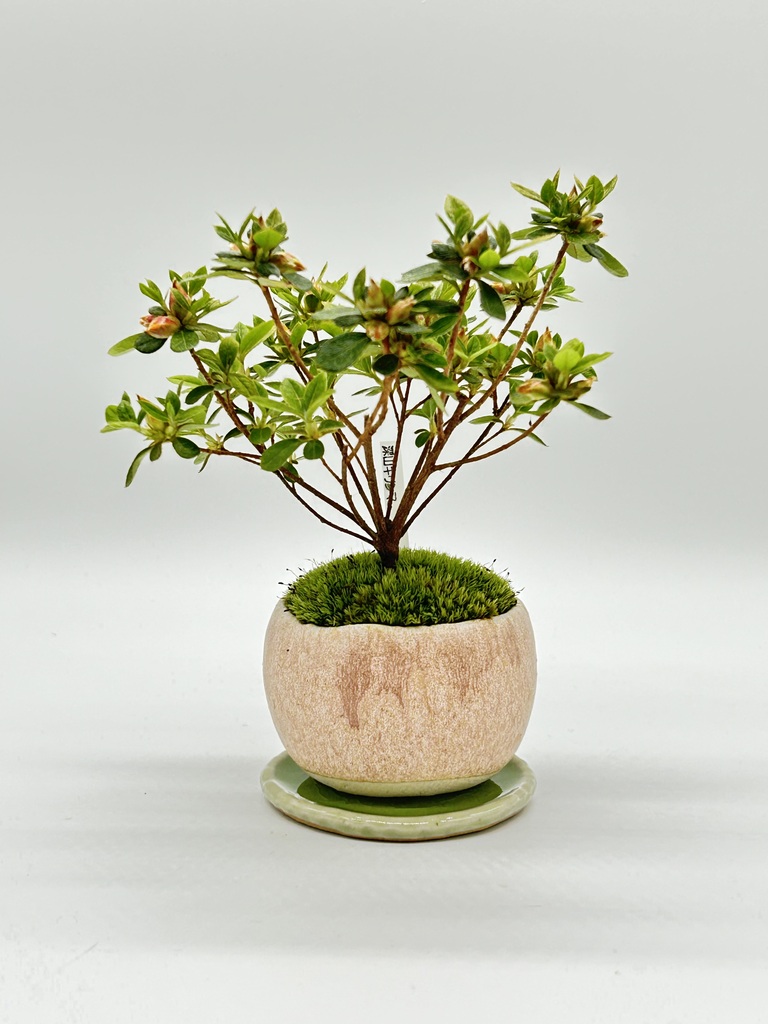 産地直送 盆栽 深山キリシマツツジ Mサイズ 鶴翁 鉢色 桃／山形 石木花