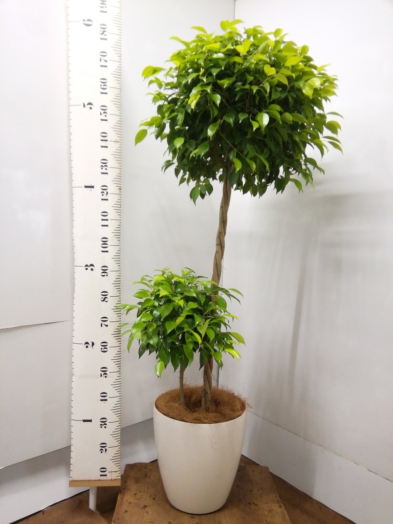 高さ190cm 観葉植物　大型　室内　10号鉢　フィカス ベンジャミン　玉造り 高さ190cm 観葉植物 大型 室内 10号鉢 フィカス ベンジャミン 玉造り