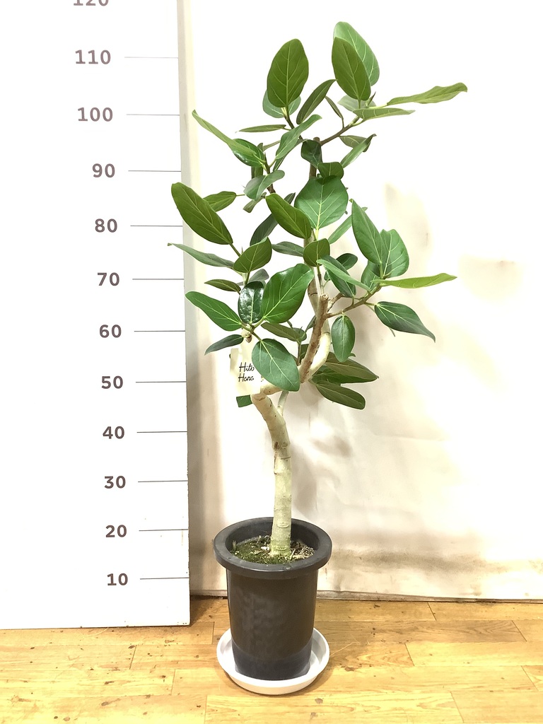 K*i様 フィカス　ベンガレンシス　観葉植物　7号　約110センチ 2 フィカス ベンガレンシス 【観葉植物 リビングやオフィス向き