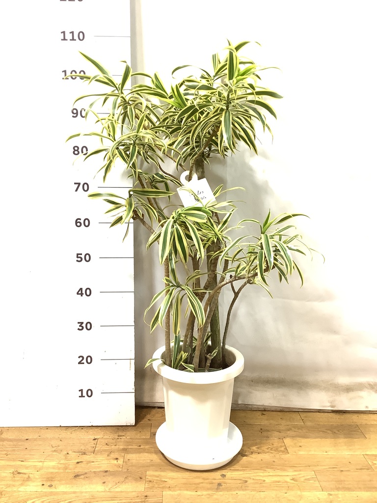 その他観葉植物 / 観葉植物 パキラ 8号 曲り ライム ドゥオ ユーポット＆ソーサー