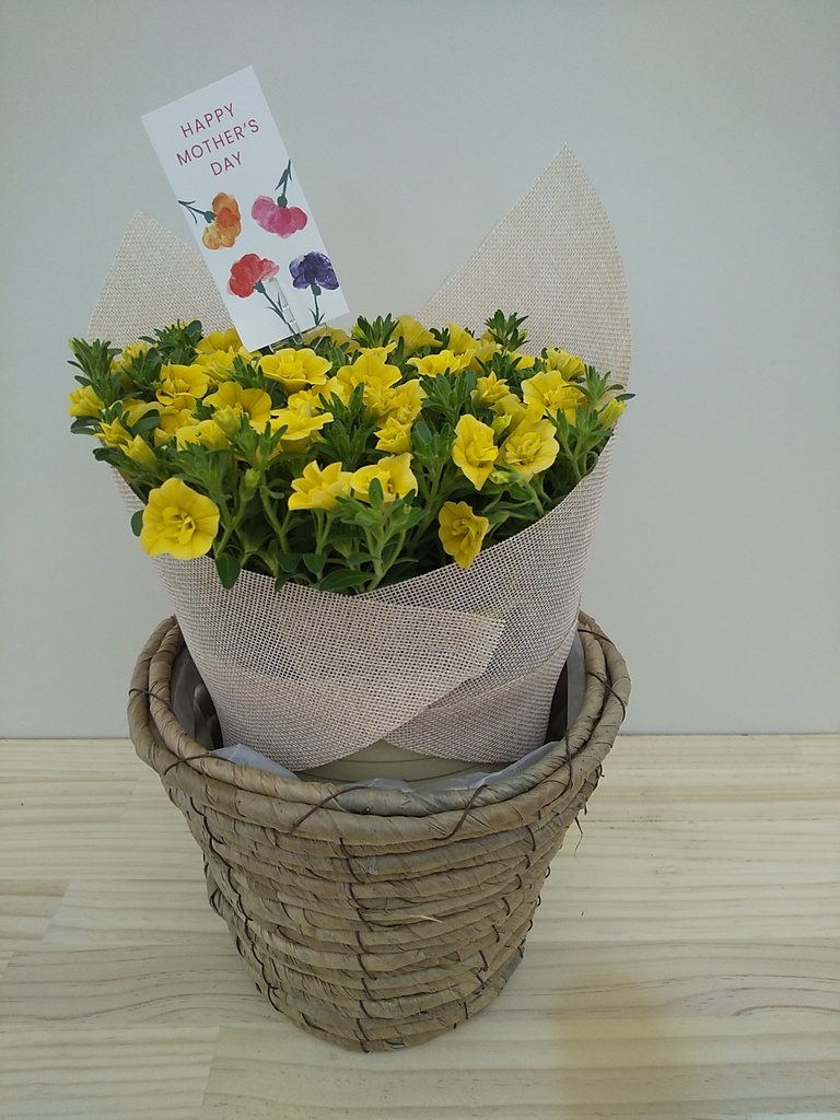 ◎ｙｕ　オーダーページ◎ 黄色い花 生花】ガーベラ(スパイダー)黄 品種おまかせ【60cm/静岡県