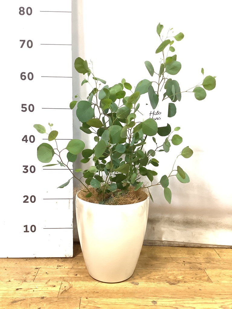 観葉植物 ユーカリ 6号 ポポラス（ポリアンセモス