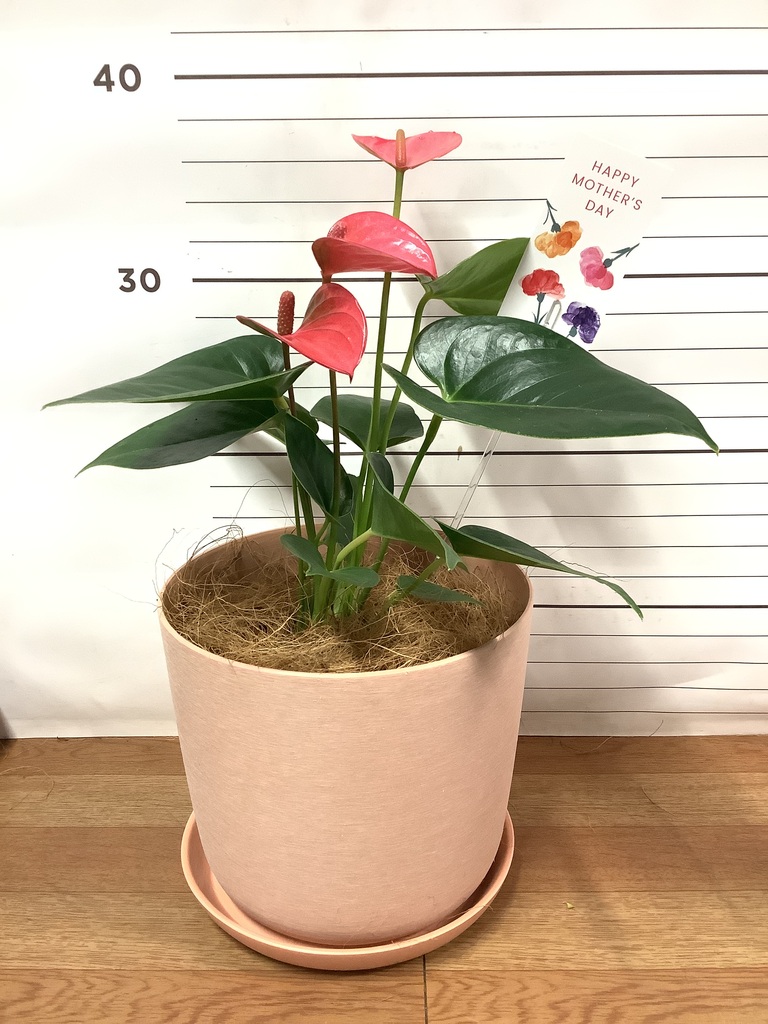 観葉植物 アンスリウム 4号 ピンク エステリ ピンク 付き【母の