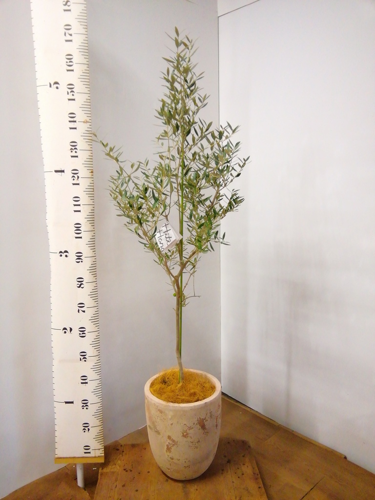 観葉植物 オリーブの木 8号 オヒブランカ プラスチック鉢 / 小倉園