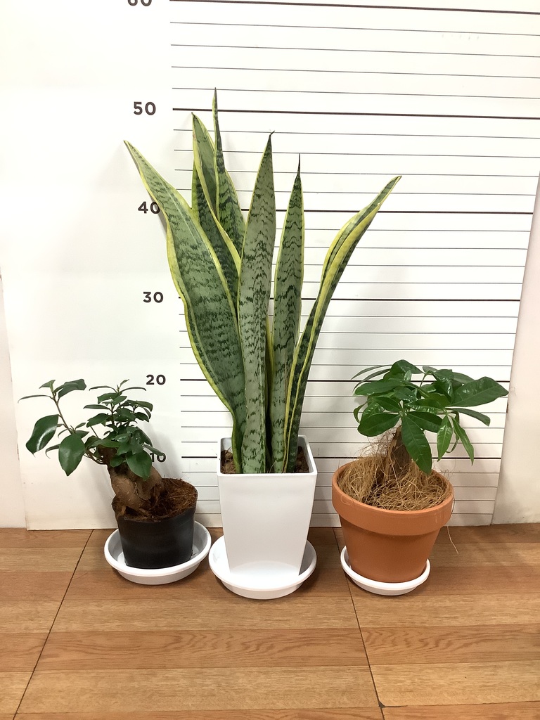 観葉植物 初心者にもおすすめお試し3点セット（サンスベリア 4号