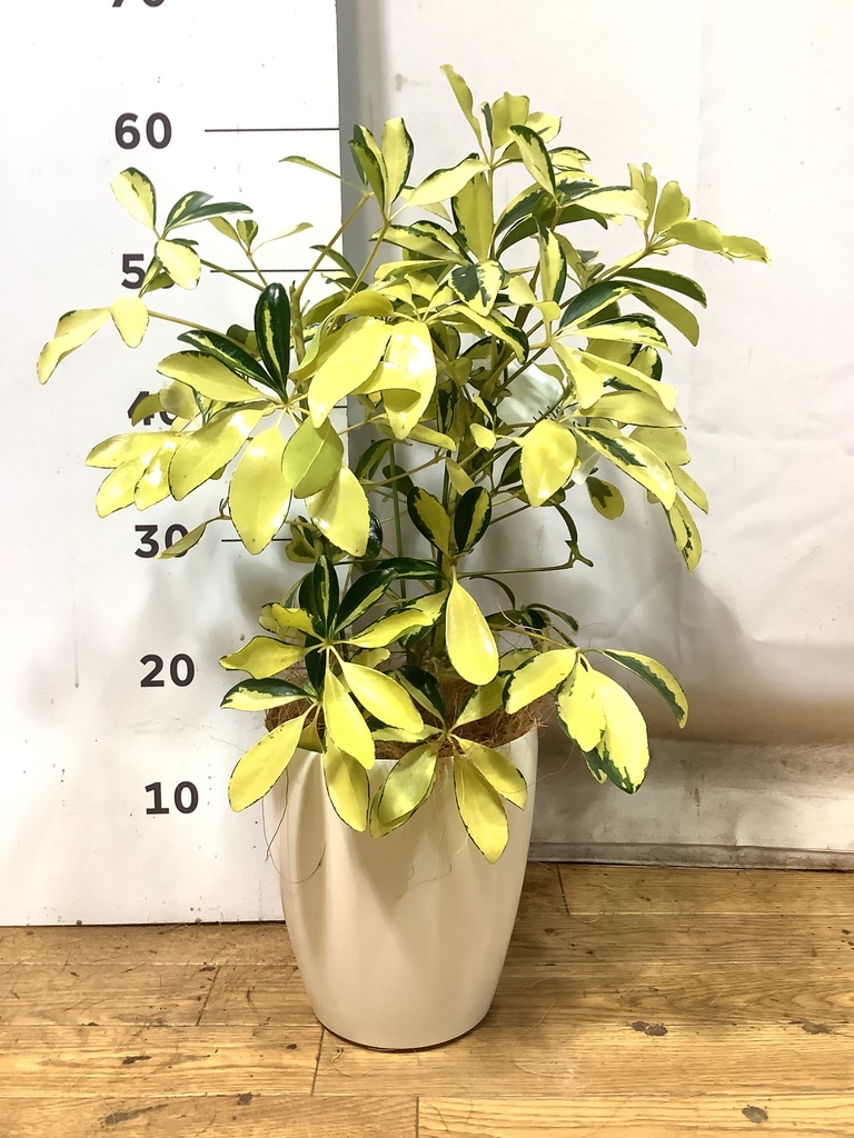 観葉植物 シェフレラ（カポック） 5号 斑入り ラスターポット 付き