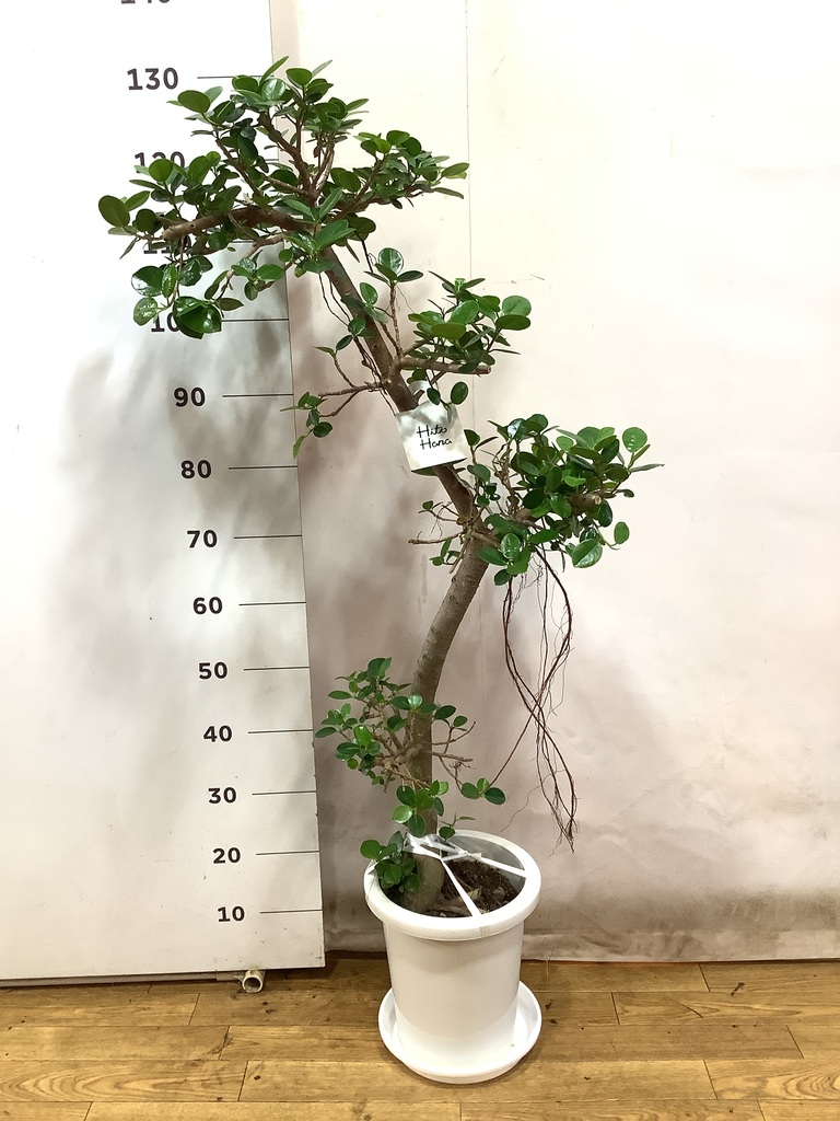 【現品】パンダガジュマル （ぱんだ・ガジュマル）（パンダ・ガジュマル）8号らB番 園芸ネット本店｜パンダガジュマル 8号鉢植え* の通販【公式】