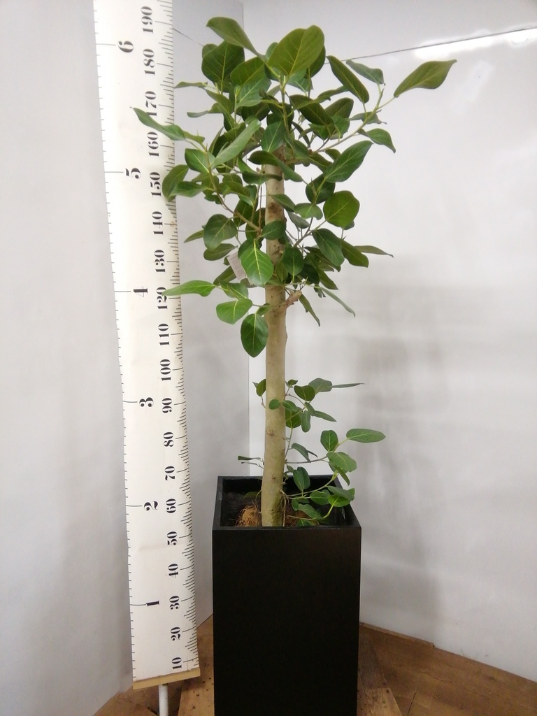 観葉植物 フィカス ベンガレンシス 10号 ストレート ラスターポット