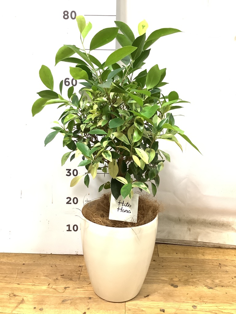 観葉植物 フィカス ベンジャミン 6号 斑入りレザーポット0 ブラウン