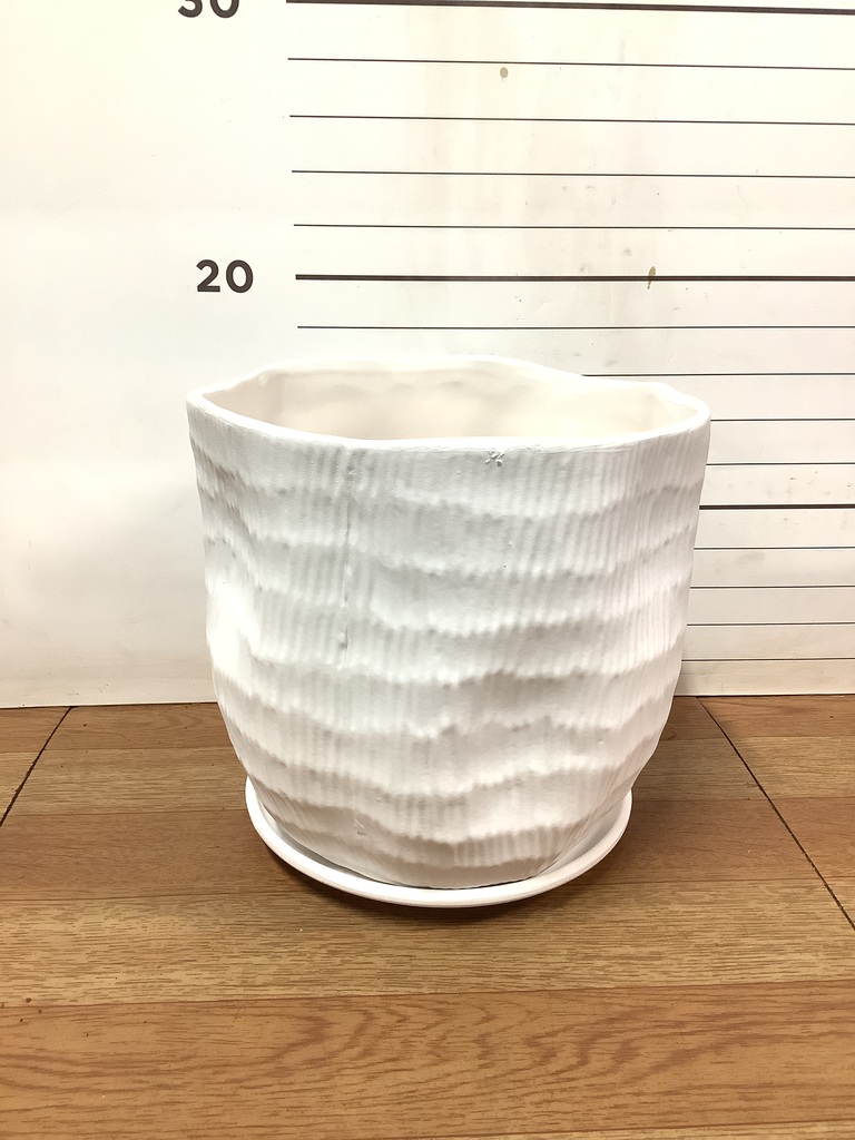 Romero バラ 白花 ハート型鉢 バラ苗 新苗育成苗 18cmポット 花千鳥 : Apple Roses - 通販